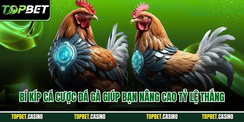 Bí kíp cá cược đá gà giúp bạn nâng cao tỷ lệ thắng