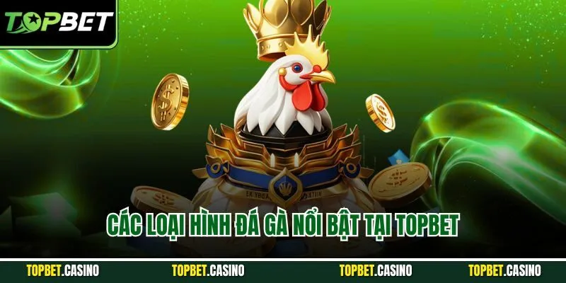 Các loại hình đá gà nổi bật tại Topbet