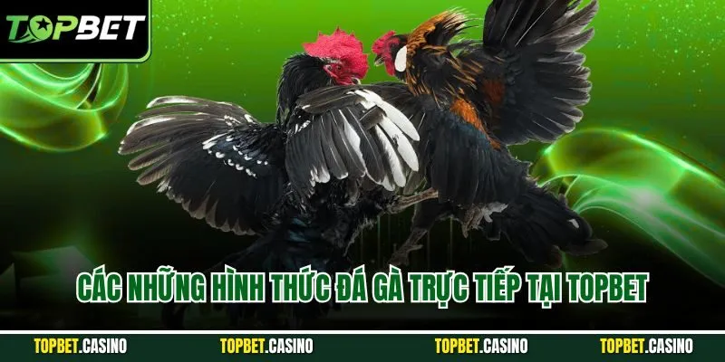 Các những hình thức đá gà trực tiếp tại Topbet