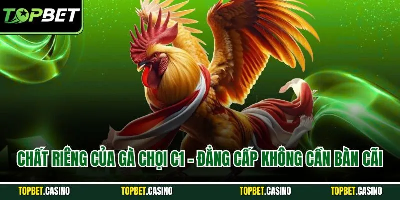 Chất riêng của gà chọi c1 - Đẳng cấp không cần bàn cãi