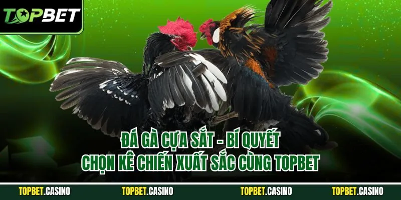 đá gà cựa sắt