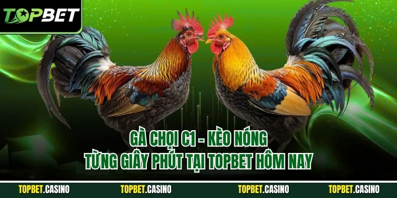 gà chọi c1