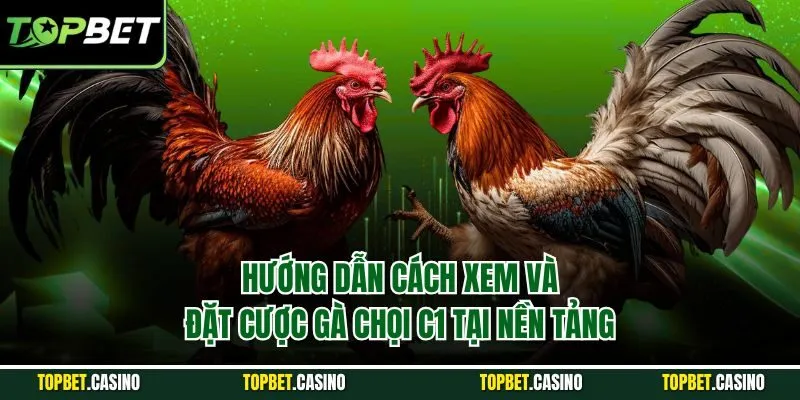 Hướng dẫn cách xem và đặt cược gà chọi c1 tại nền tảng