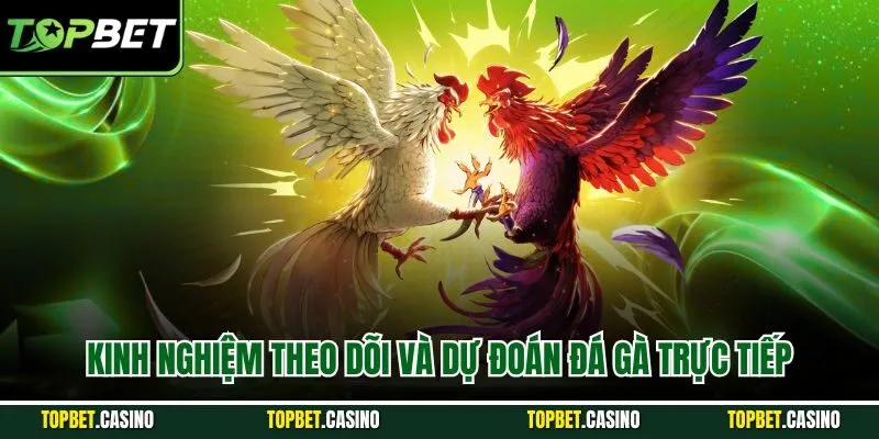 Kinh nghiệm theo dõi và dự đoán đá gà trực tiếp