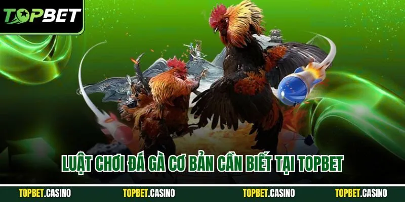 Luật chơi đá gà cơ bản cần biết tại Topbet
