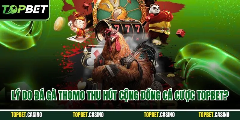 Lý do đá gà thomo thu hút cộng đồng cá cược Topbet?