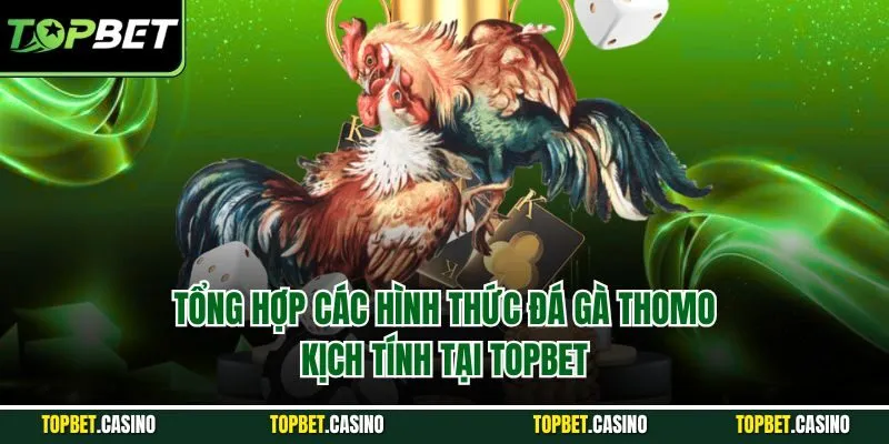 Tổng hợp các hình thức đá gà thomo kịch tính tại Topbet