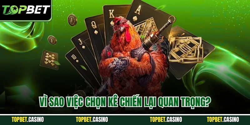 Vì sao việc chọn kê chiến lại quan trọng?